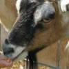 Noah's Landing Petting Zoo & Pony Rides