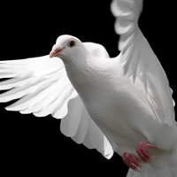 Up Up & Away Dove Release - Event Services in Birmingham, Alabama