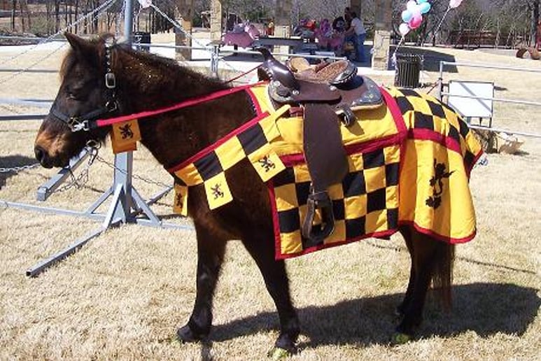 Gallery photo 6 of A One Of A Kind Pony Party
