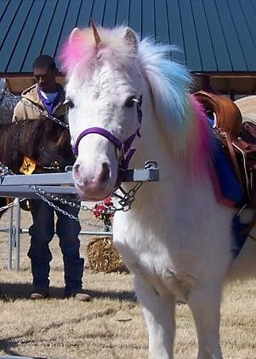 Gallery photo 7 of A One Of A Kind Pony Party