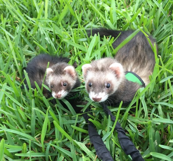 Gallery photo 9 of All About Animals