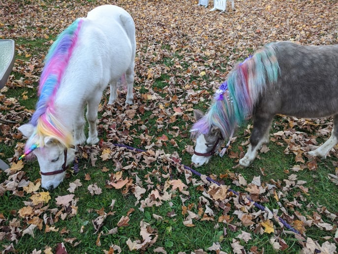 Gallery photo 3 of Aly's Ponies & Traveling Barnyard