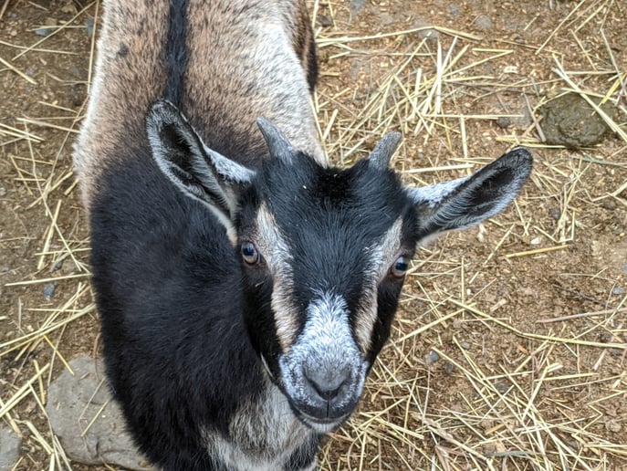 Gallery photo 7 of Aly's Ponies & Traveling Barnyard