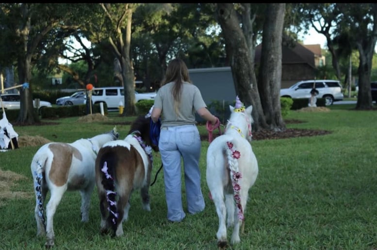 Gallery photo 3 of Angela’s petting zoo
