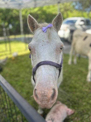 Gallery photo 6 of Angela’s petting zoo