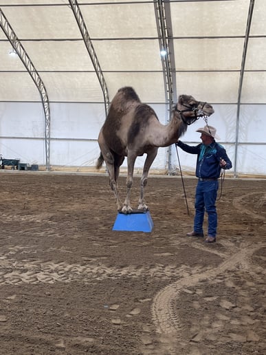 Gallery photo 16 of Covenant Animal Encounters