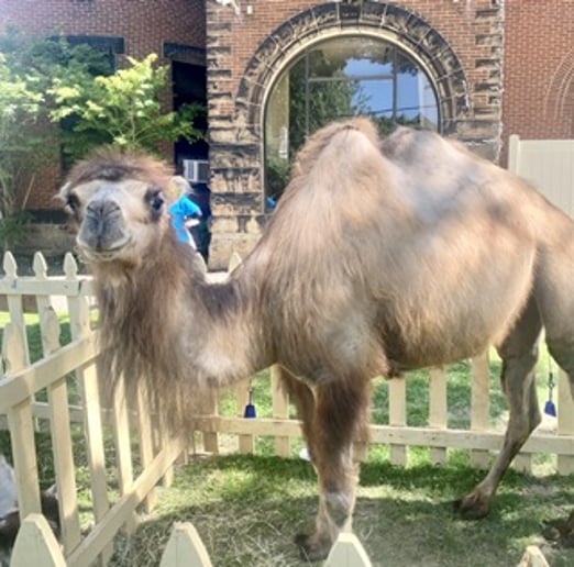 Gallery photo 4 of Covenant Animal Encounters