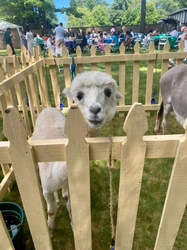Gallery photo 5 of Covenant Animal Encounters
