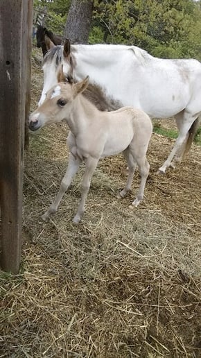 Gallery photo 1 of Animal Awareness
