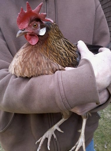 Gallery photo 2 of Animal Awareness