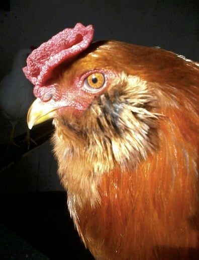 Gallery photo 3 of Animal Awareness