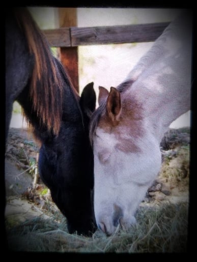 Gallery photo 6 of Animal Awareness