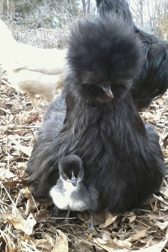 Gallery photo 8 of Animal Awareness