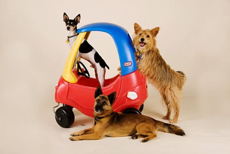 Gallery photo 1 of Animal Biz