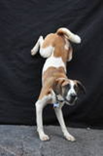 Gallery photo 3 of Animal Biz