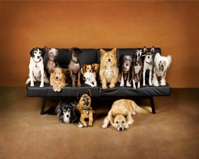 Gallery photo 5 of Animal Biz