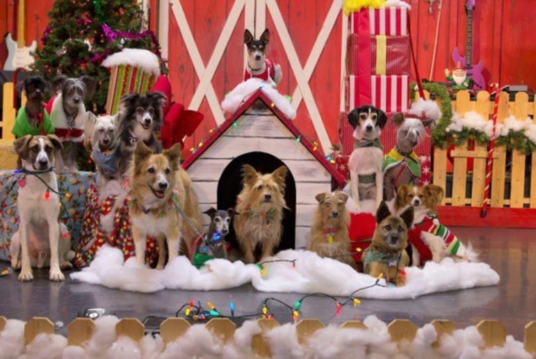 Gallery photo 8 of Animal Biz