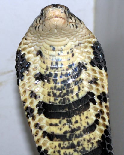 Gallery photo 3 of Animal Magic