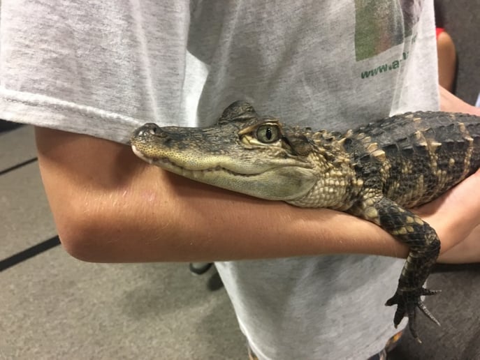 Gallery photo 4 of Animal Wonders, LLC