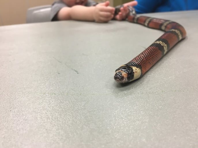 Gallery photo 5 of Animal Wonders, LLC
