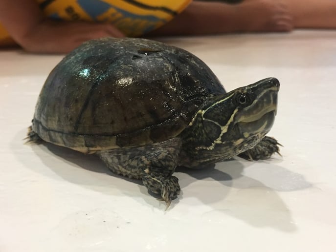 Gallery photo 6 of Animal Wonders, LLC