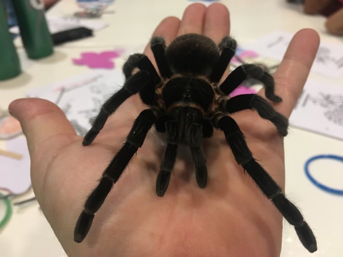 Gallery photo 7 of Animal Wonders, LLC