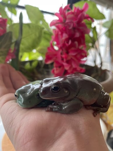 Gallery photo 9 of Animal Wonders, LLC