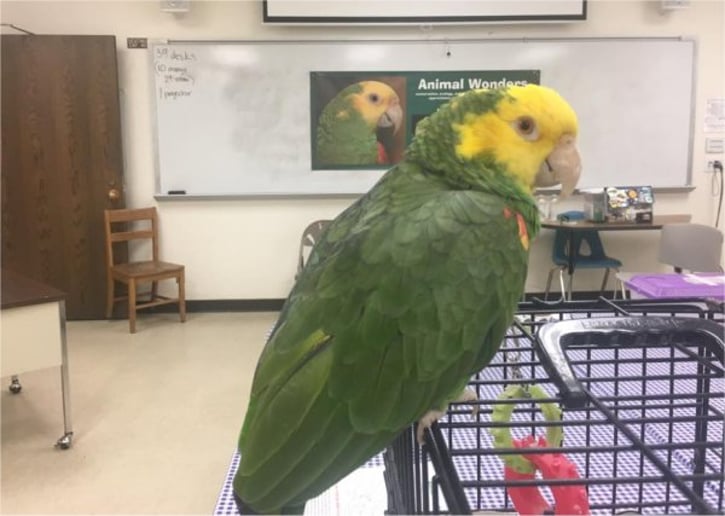 Gallery photo 10 of Animal Wonders, LLC