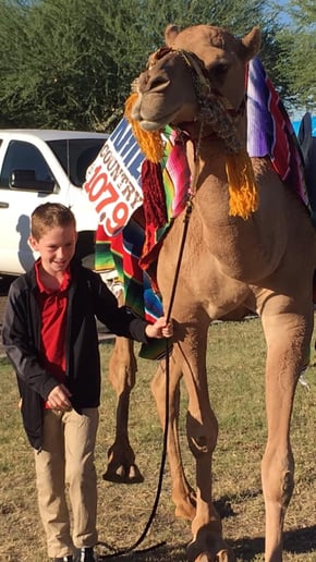 Gallery photo 3 of Arizona Camel Rental