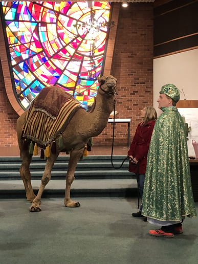 Gallery photo 7 of Arizona Camel Rental