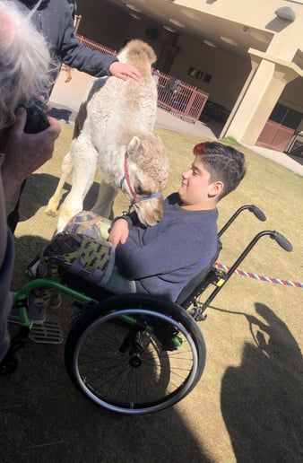 Gallery photo 27 of Arizona Camel Rental
