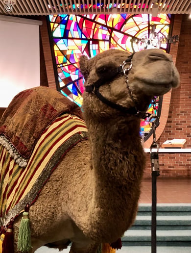 Gallery photo 1 of Arizona Camel Rental