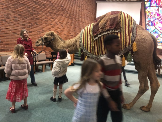 Gallery photo 8 of Arizona Camel Rental