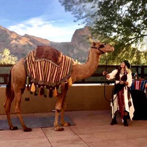 Gallery photo 17 of Arizona Camel Rental