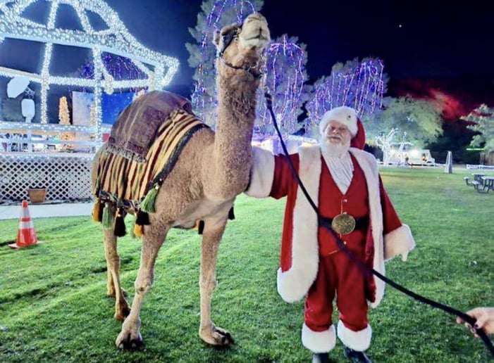 Gallery photo 23 of Arizona Camel Rental