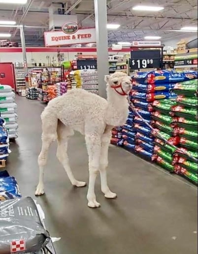 Gallery photo 24 of Arizona Camel Rental