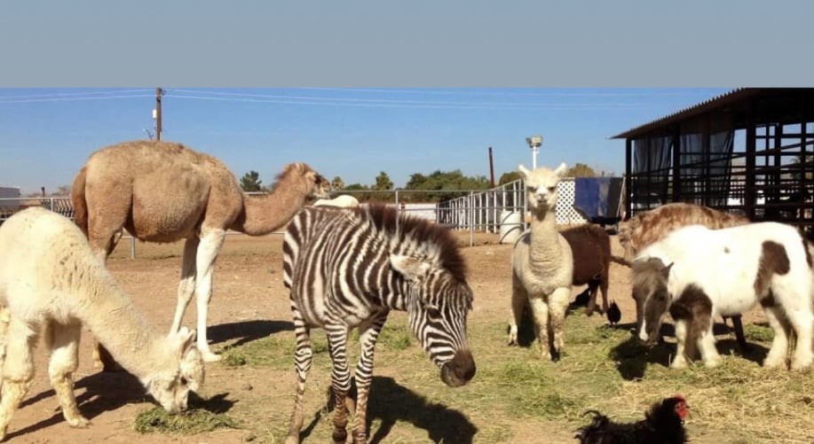 Gallery photo 29 of Arizona Camel Rental