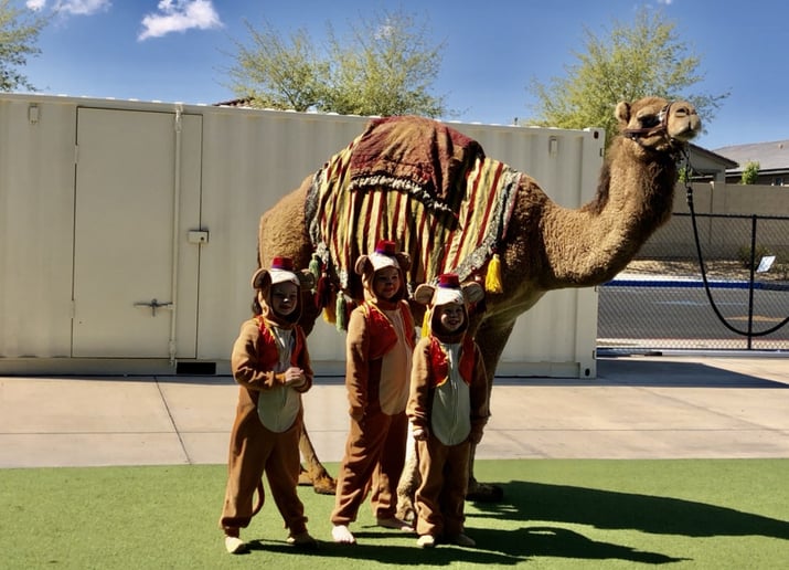 Gallery photo 25 of Arizona Camel Rental