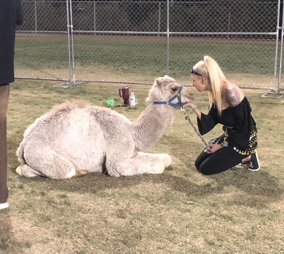 Gallery photo 20 of Arizona Camel Rental