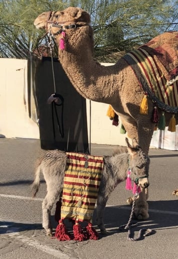 Gallery photo 28 of Arizona Camel Rental