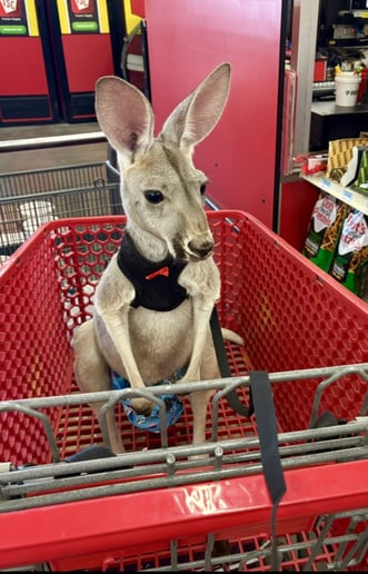 Gallery photo 30 of Arizona Camel Rental