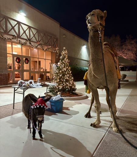 Gallery photo 32 of Arizona Camel Rental