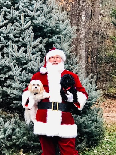 Gallery photo 6 of Celebrity Santa