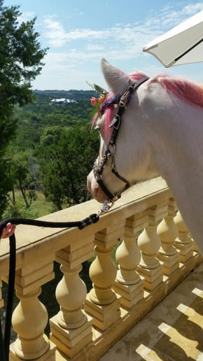 Gallery photo 1 of Austin Pony Express