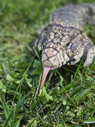 Gallery photo 1 of Awesome Animal Ambassadors