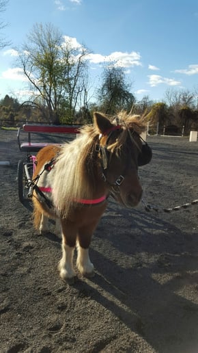 Gallery photo 1 of Barclay Farm Pony Party People