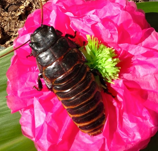 Gallery photo 1 of Beakers and Bugs