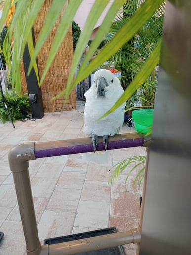 Gallery photo 4 of Beauty of Birds