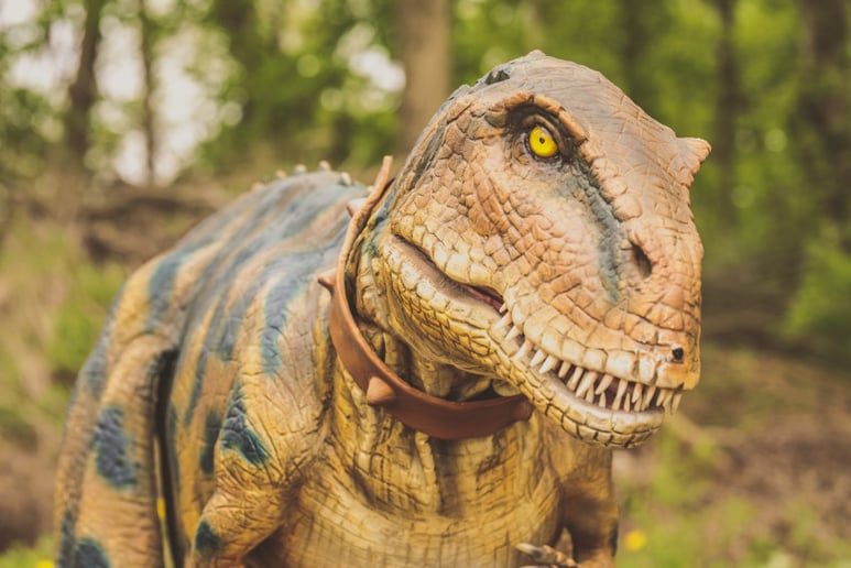 Gallery photo 1 of Beaux the Tyrannosaurus Rex