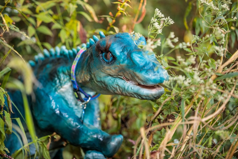 Gallery photo 7 of Beaux the Tyrannosaurus Rex